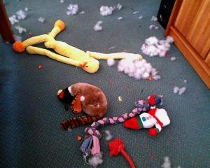 A little bit of mutilation occurred in our living room on 2-21-13