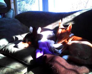 Nap time in the sunshine after rambunctious play time!