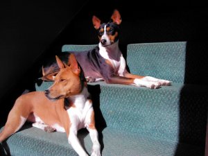 Charlie & Ruby sunbathing on a MN winter's day.