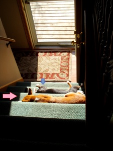 Charlie & Ruby catchin some rays on the stairs 2-27-13